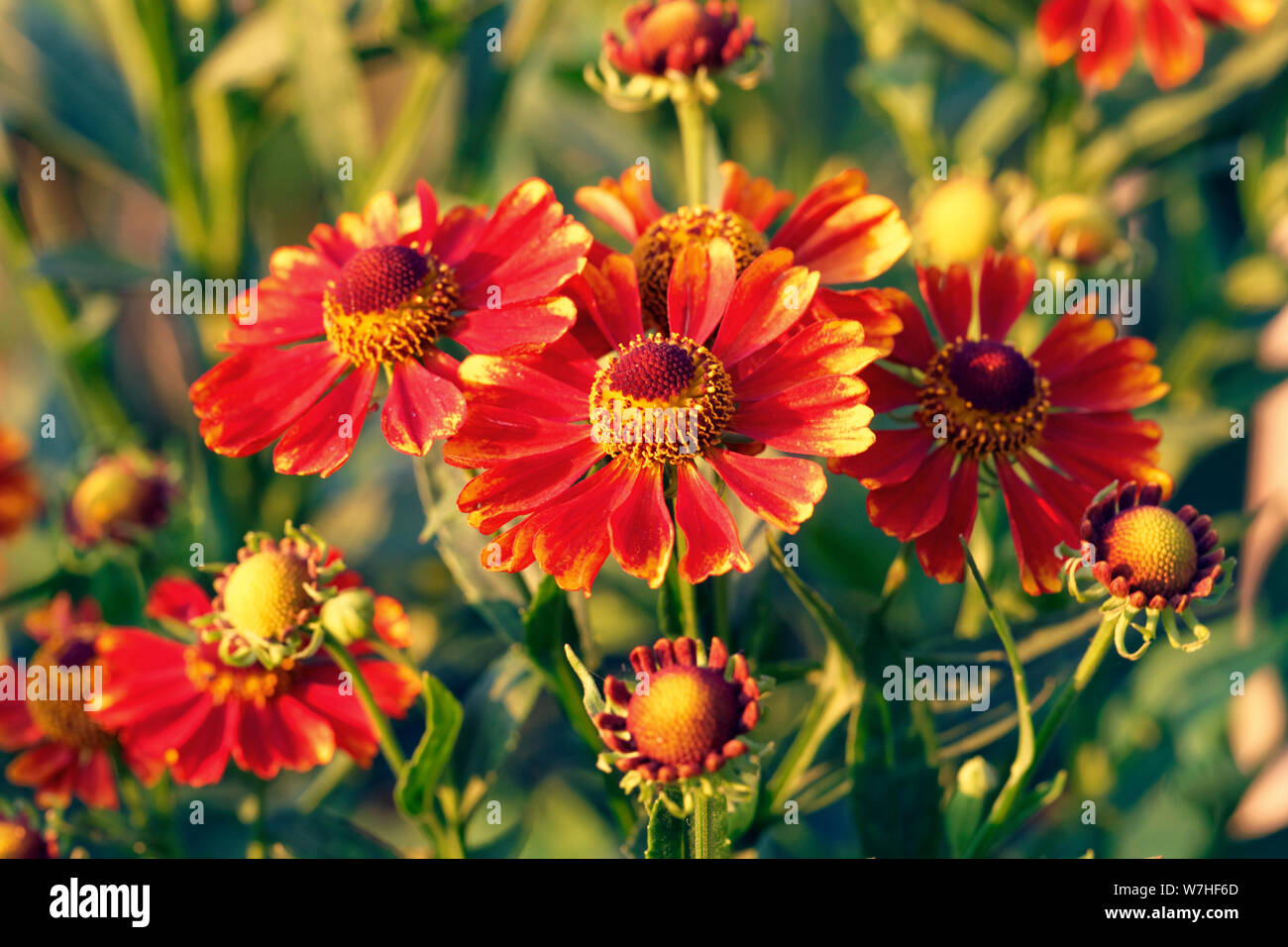 Blume im Garten am sonnigen Sommer oder Frühling. Blume für Postkarte Schönheit Dekoration Stockfoto