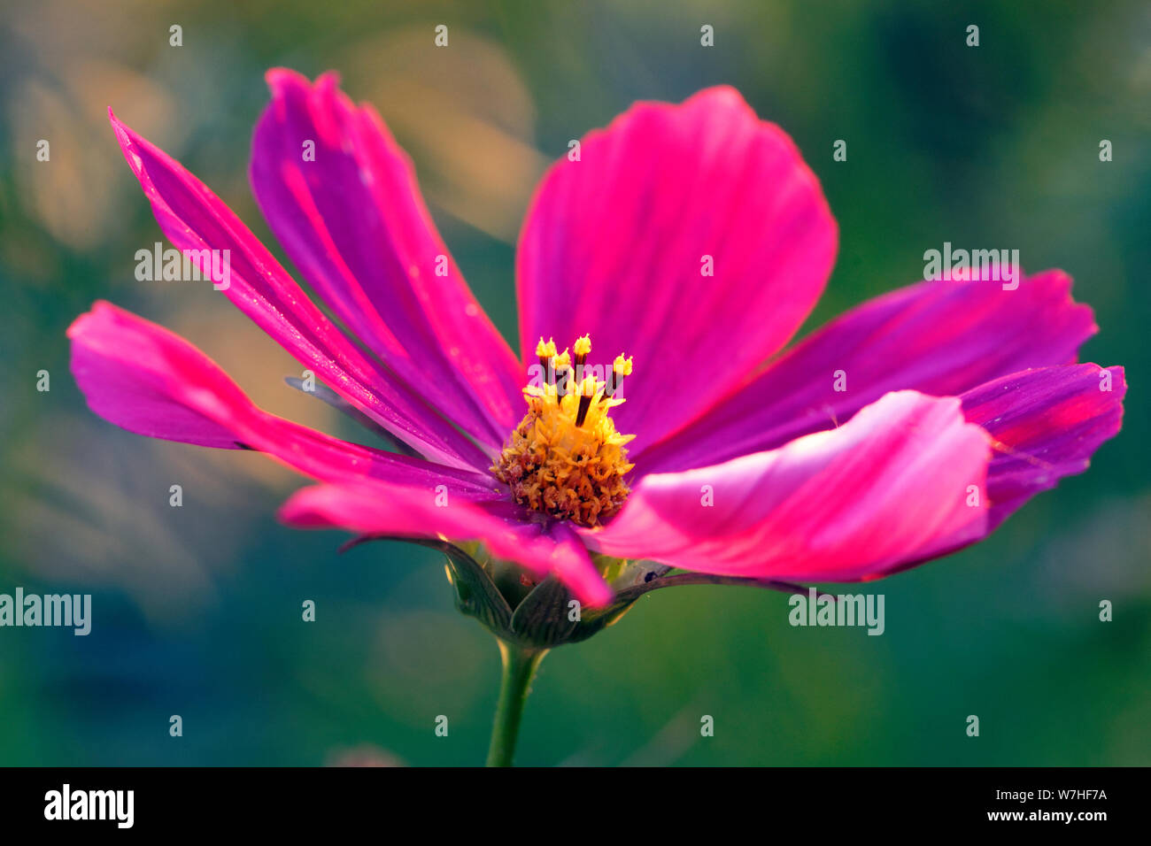 Blume im Garten am sonnigen Sommer oder Frühling. Blume für Postkarte Schönheit Dekoration Stockfoto