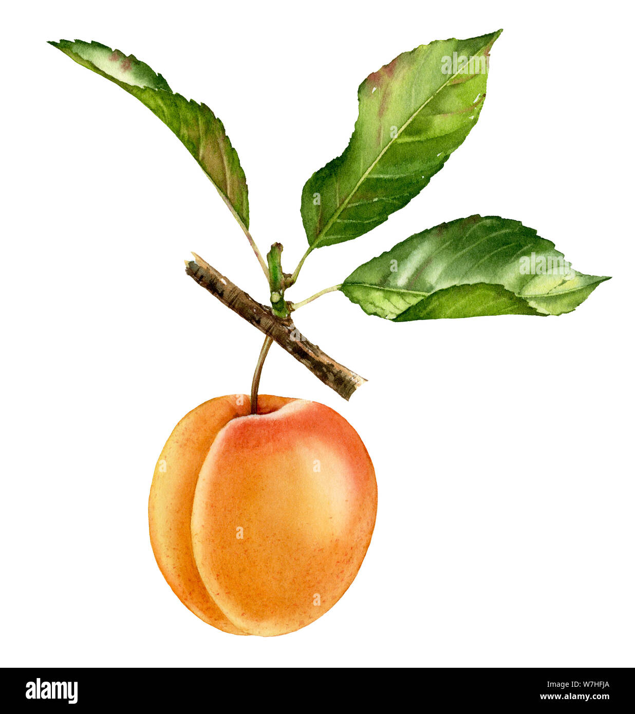 Realistische Botanischen Aquarell Abbildung aprikosenbaum Zweig mit ganzen Früchten und Blättern. Reif saftig isoliert clipart Hand bemalt, frische exotische Stockfoto