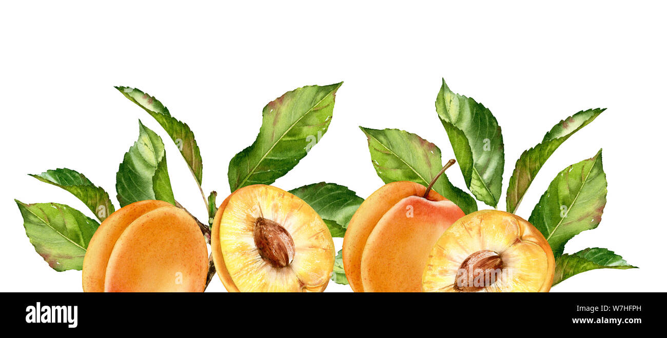 Realistische Botanischen Aquarell Abbildung: Aprikose Frucht Blätter Zusammensetzung unterer Rand: ganze und halbe Schicht Reif saftig isoliert Hand exotische gezeichnet Stockfoto
