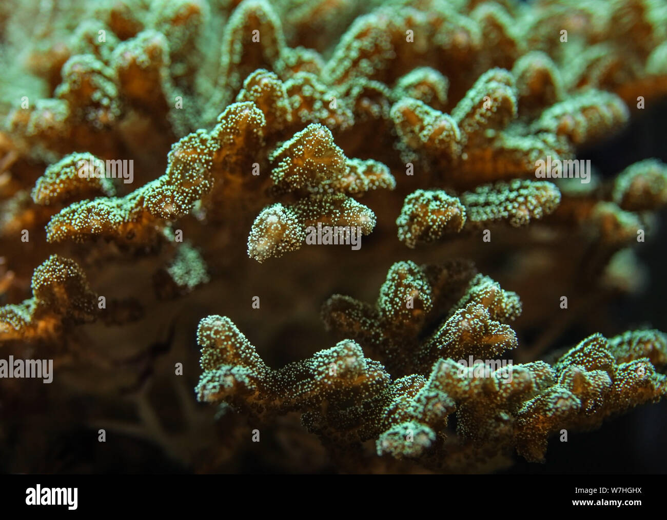 Unterwasser Foto, in der Nähe von Green Blue Coral Fluoreszenzlicht. Abstrakte marine Hintergrund. Stockfoto