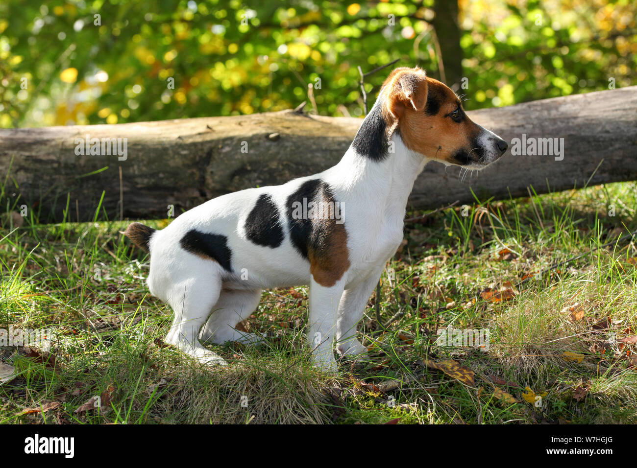 Jack Russell Terrier stehend in niedrigen Wald Gras, Sonne auf Ihr leuchtendes, kleine umgefallene Baum Hintergrund. Stockfoto