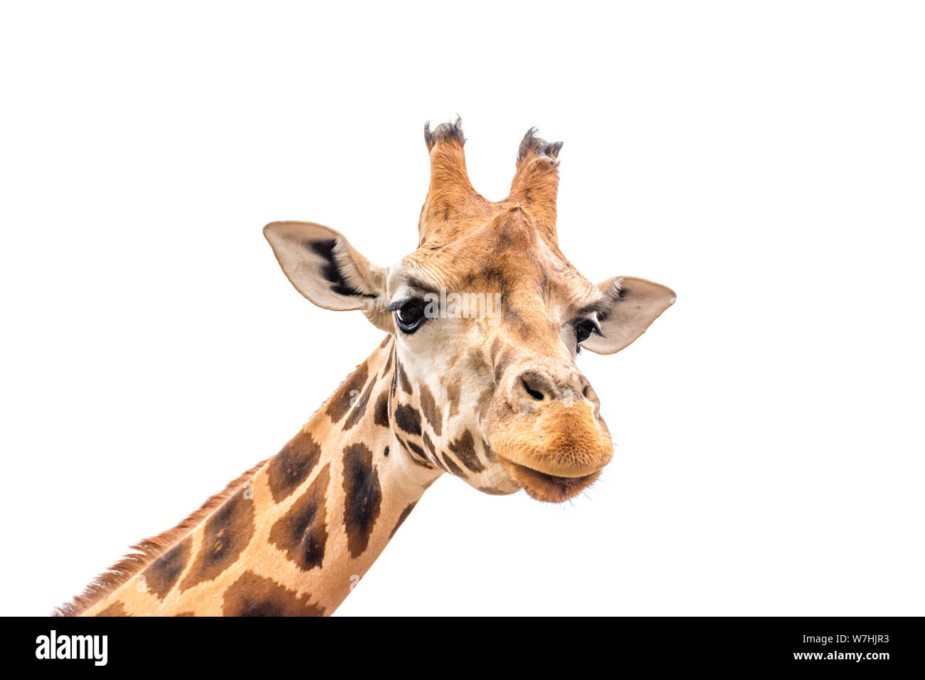 In der Nähe von Giraffe Kopf auf weißem Hintergrund. Stockfoto