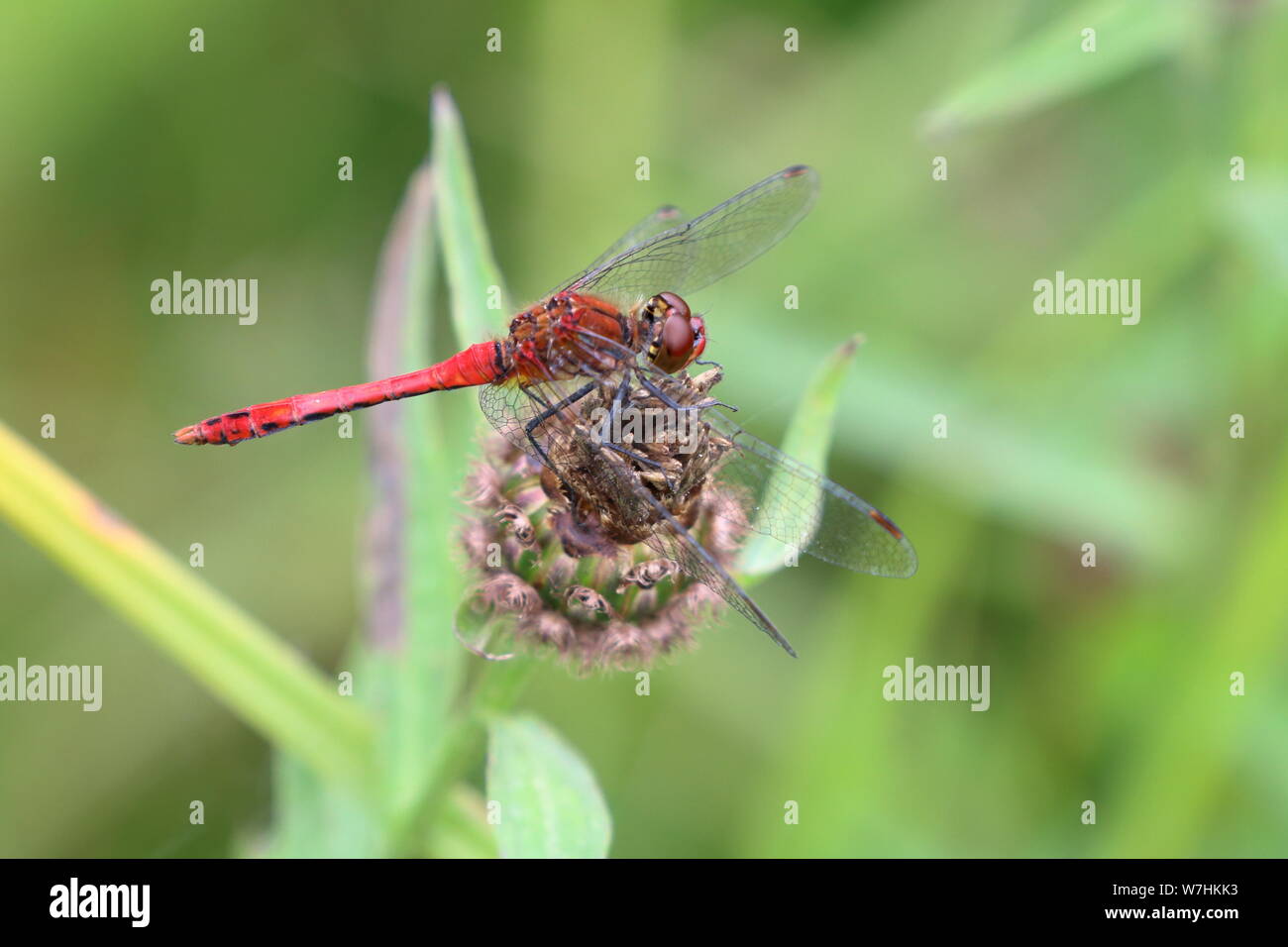 Ruddy Darter (Sympetrum sanguineum) Dragonfly Ruhestätte auf einer Blume Samen Kopf Stockfoto