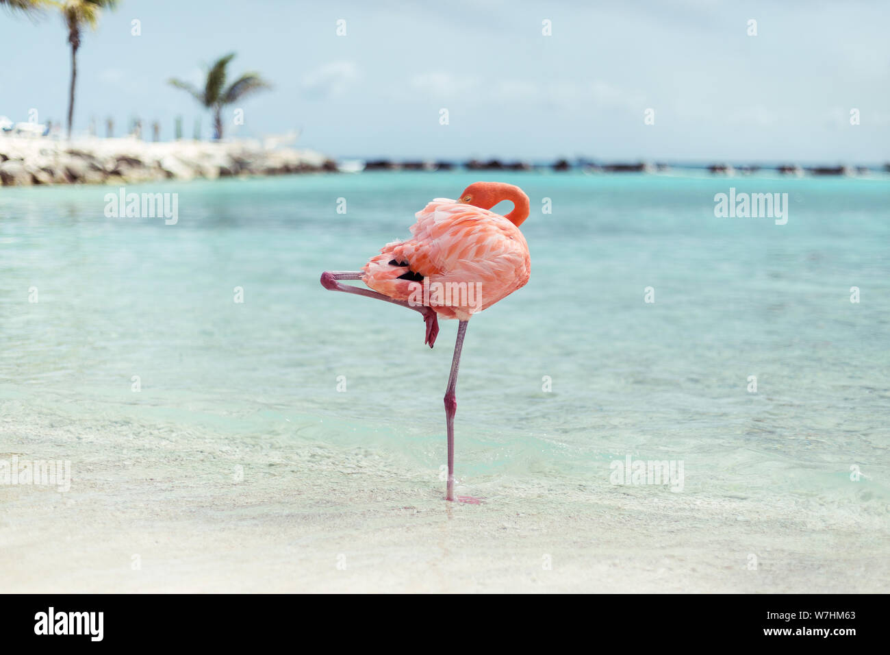 Flamingos am Flamingo Beach in Aruba, Niederländische Antillen, Flamingo am Strand Stockfoto