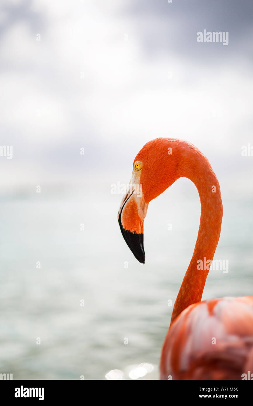 Flamingos am Flamingo Beach in Aruba, Niederländische Antillen, Flamingo am Strand Stockfoto