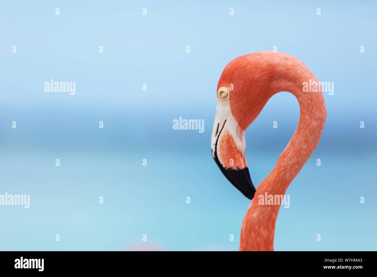 Flamingos am Flamingo Beach in Aruba, Niederländische Antillen, Flamingo am Strand Stockfoto