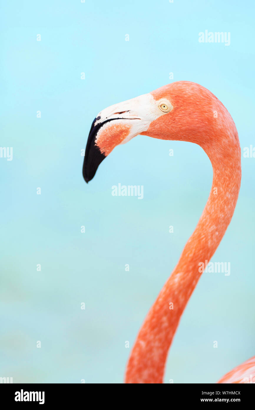 Flamingos am Flamingo Beach in Aruba, Niederländische Antillen, Flamingo am Strand Stockfoto