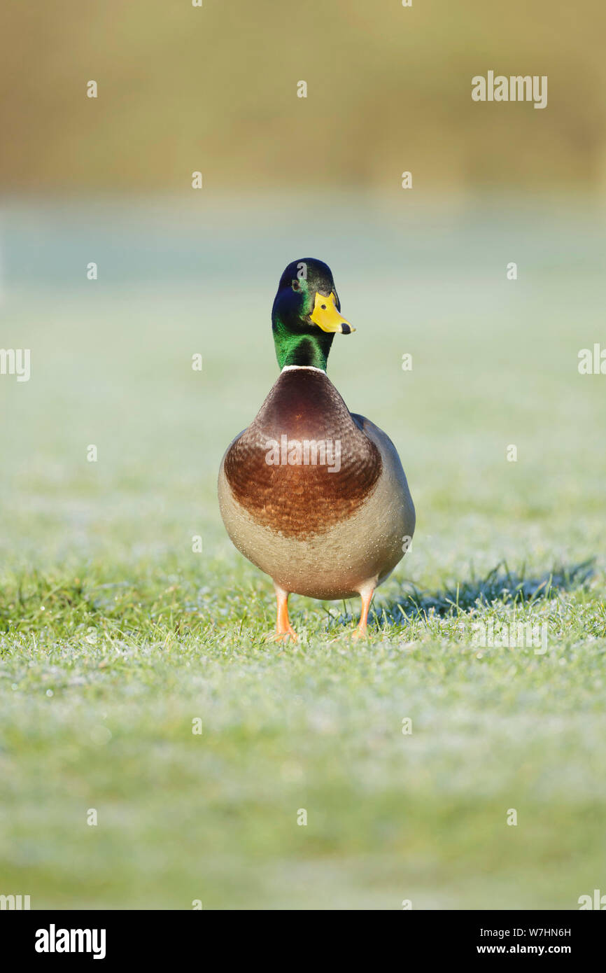 Stockente (Anas platyrhynchos) erwachsenen männlichen, frosted Gras stand, West Yorkshire, England, Januar Stockfoto