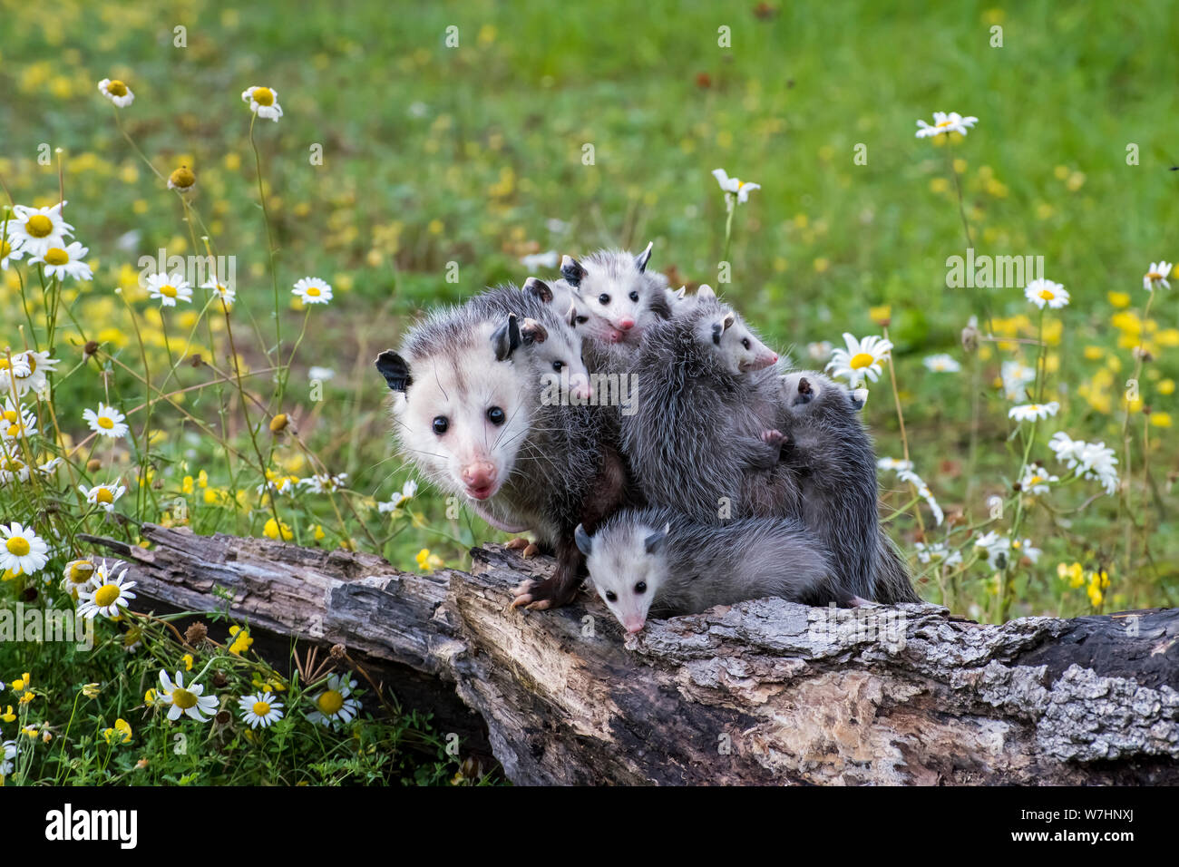 Opossum oder Possum Mutter mit Joeys reiten auf dem Rücken Stockfoto