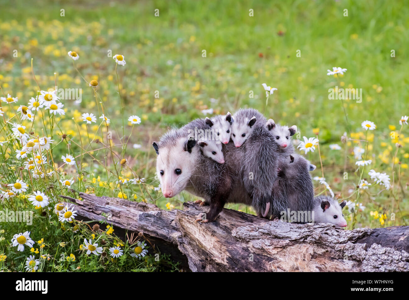 Opossum oder Possum Mutter mit Joeys reiten auf dem Rücken Stockfoto
