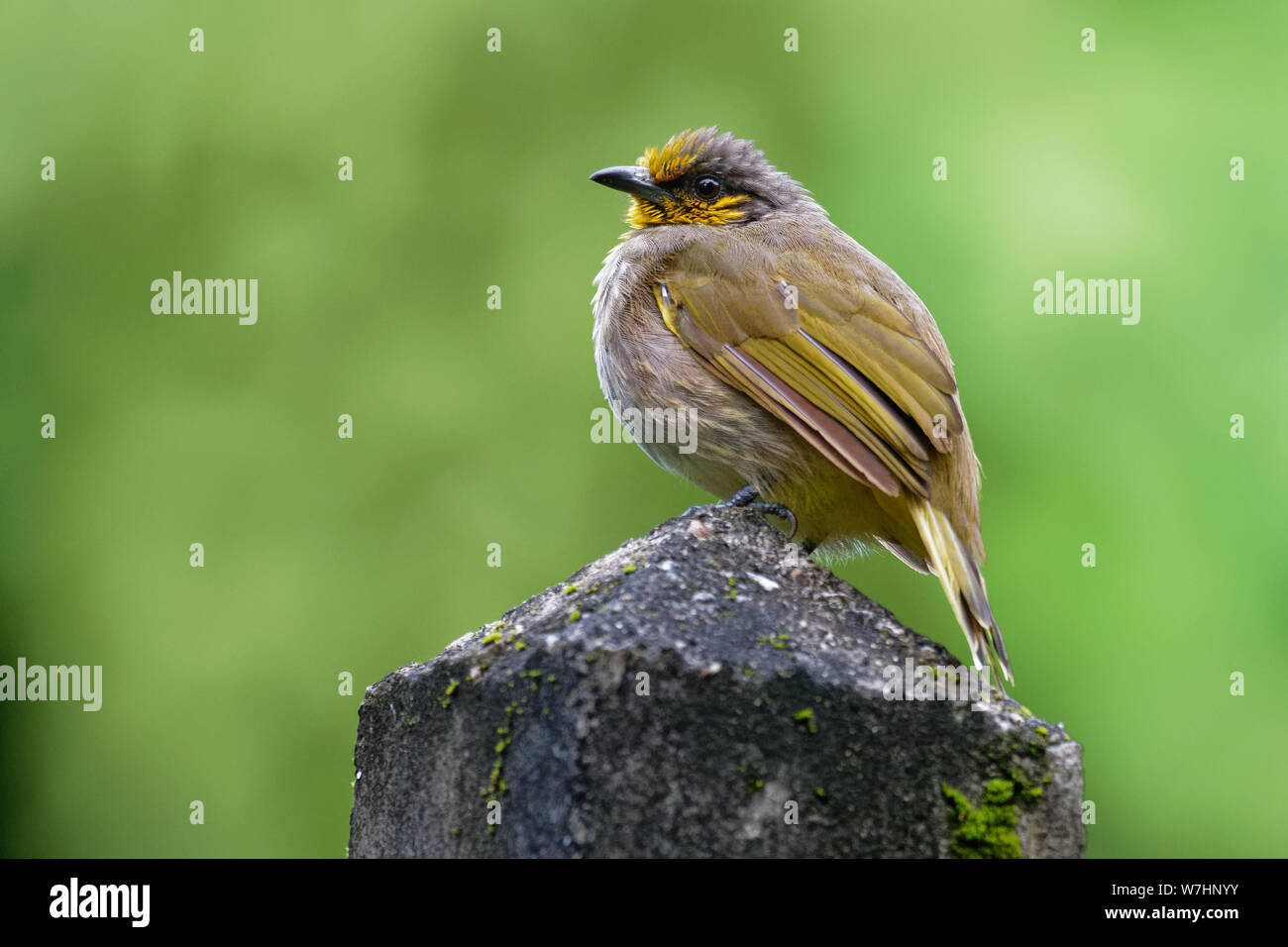 Stripe-throated Bulbul-Pycnonotus finlaysoni oder Streifen-throated Bulbul, Songbird in der bulbul Familie, in der süd-östlichen Asien, tropischen feuchten l Stockfoto