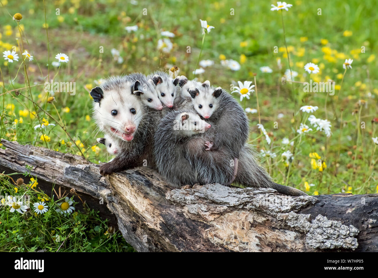 Opossum oder Possum Mutter mit Joeys reiten auf dem Rücken Stockfoto