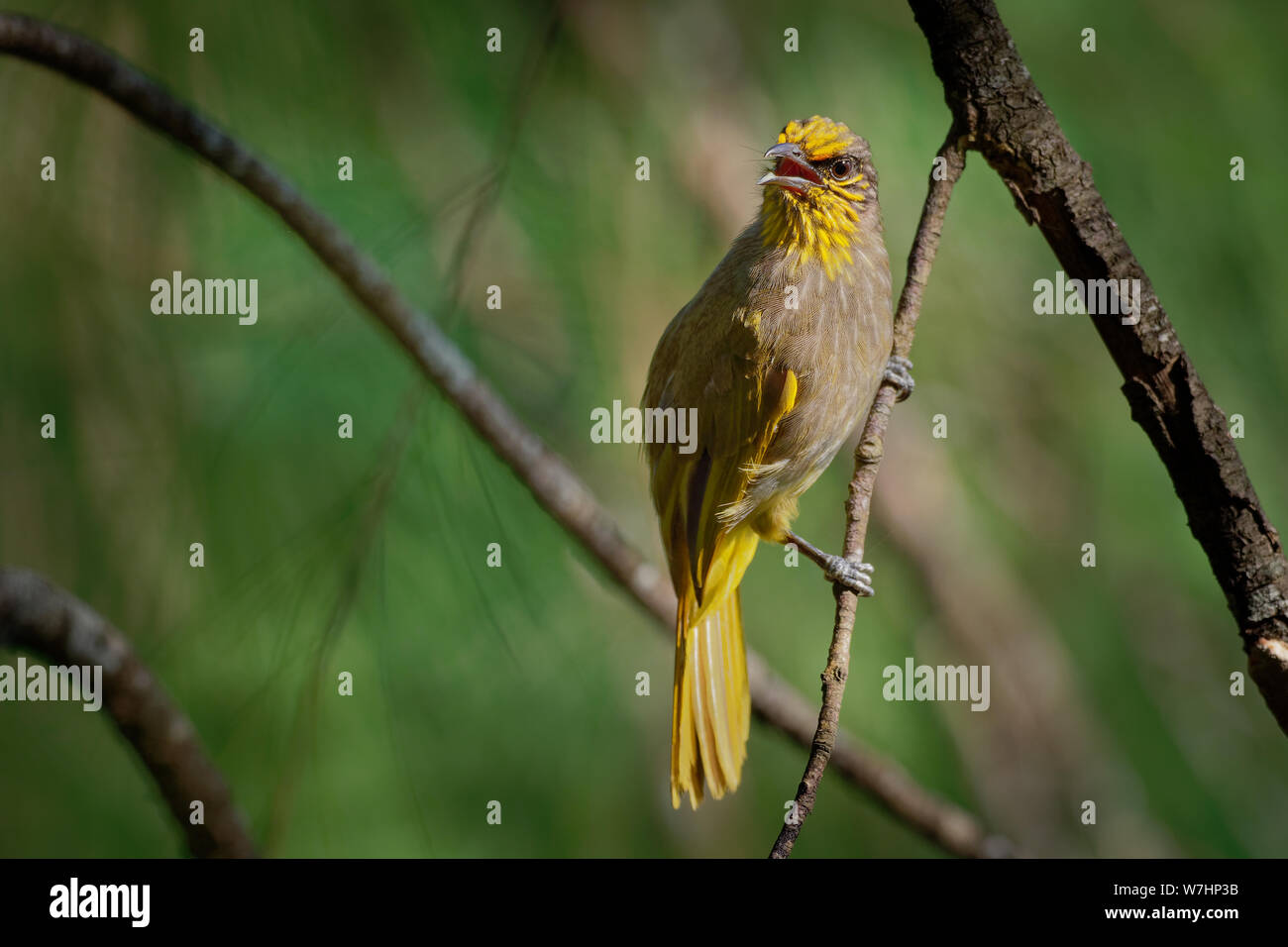 Stripe-throated Bulbul-Pycnonotus finlaysoni oder Streifen-throated Bulbul, Songbird in der bulbul Familie, in der süd-östlichen Asien, tropischen feuchten l Stockfoto