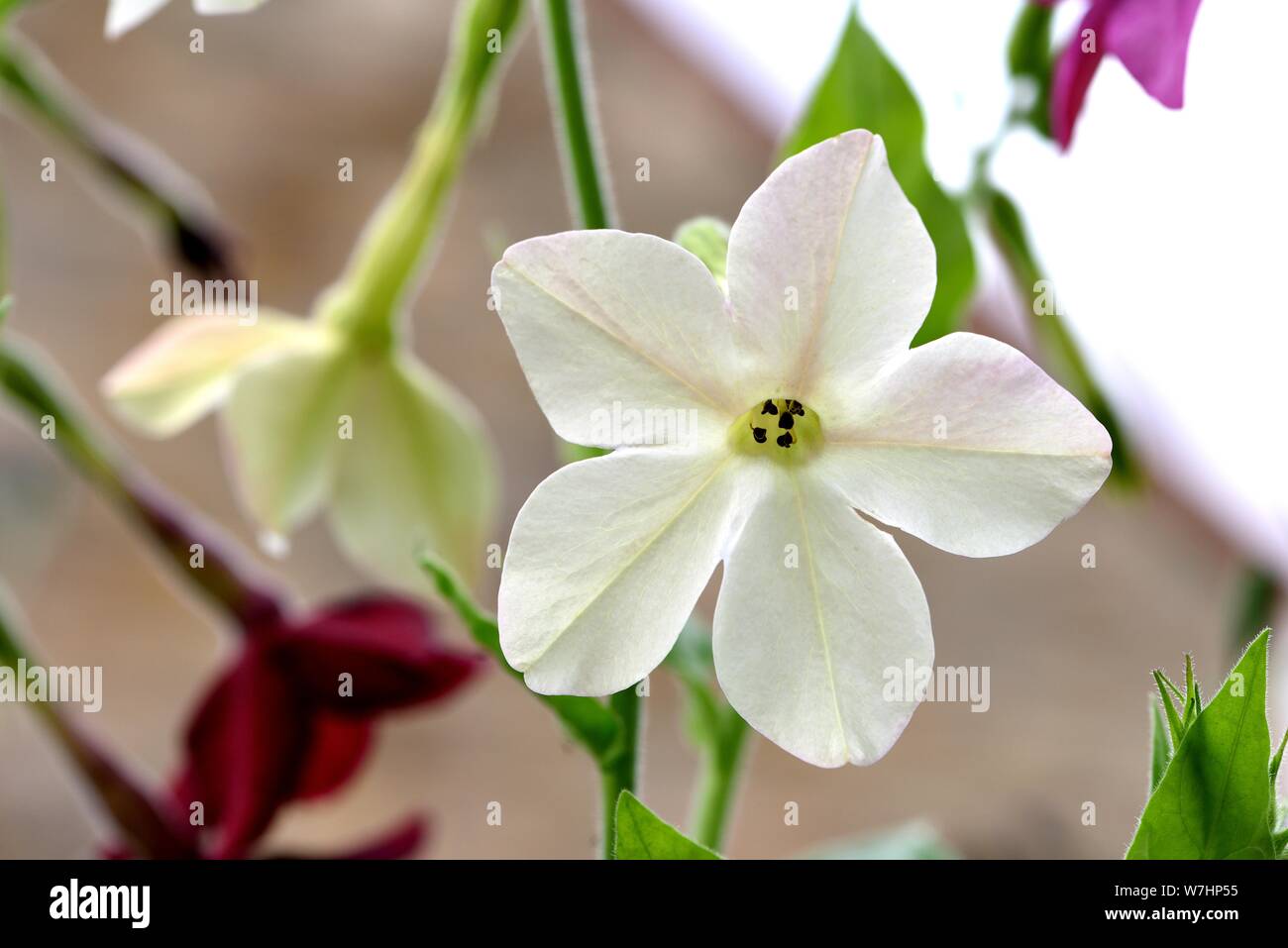 Nahaufnahme des weißen Tabakpflanze Blume. Stockfoto