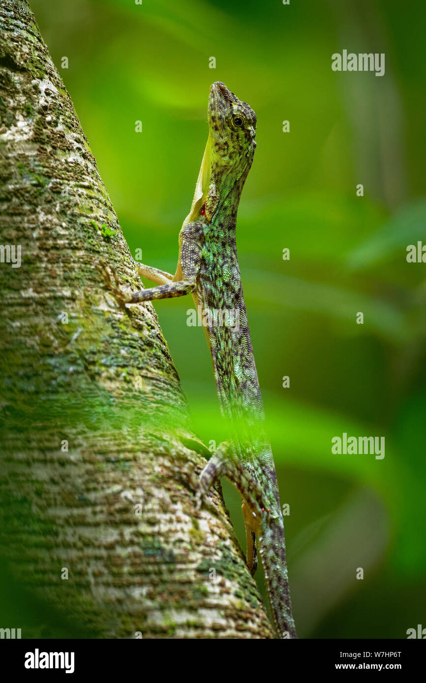 Gesperrt gleitene Eidechse - Draco taeniopterus - Draco ist eine Gattung der Drachen Eidechsen, die auch als Flying Lizards, fliegende Drachen oder Segelfliegen lizar bekannt Stockfoto