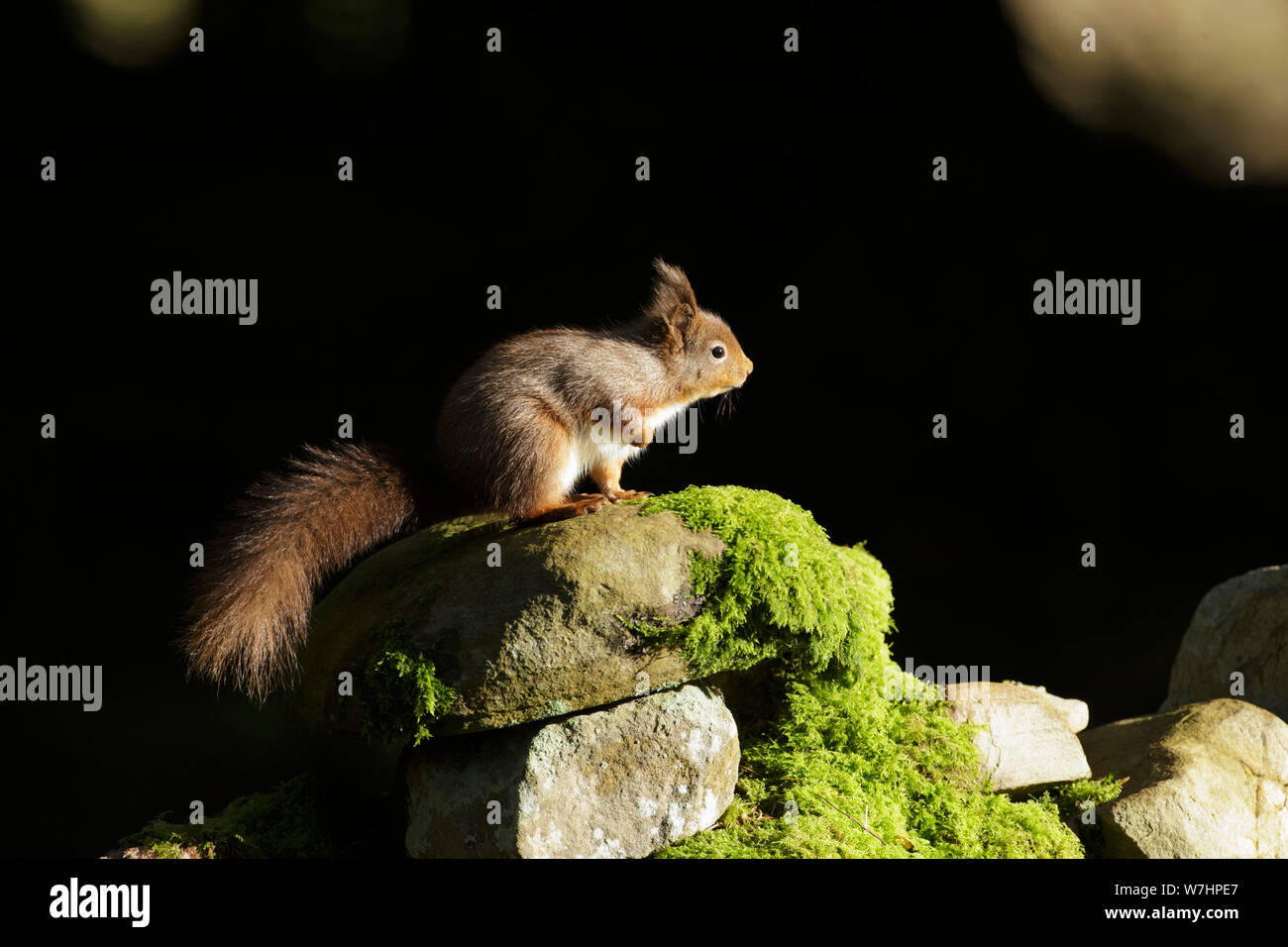 Eichhörnchen (Sciurus vulgaris) auf moosigen Boulder, Widdale, Yorkshire Dales, England, Januar Stockfoto