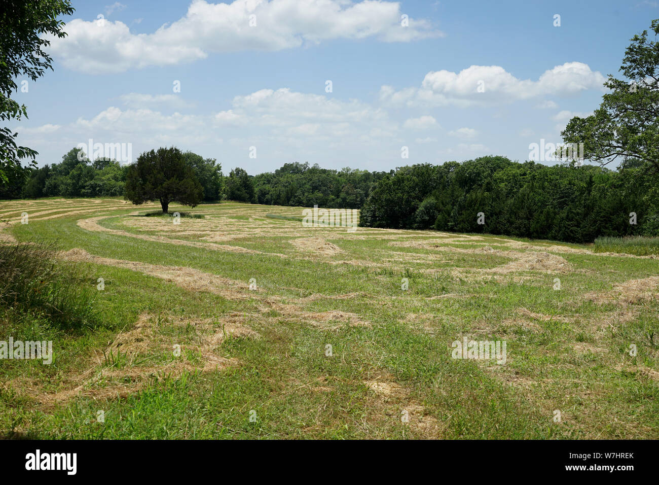 Getrocknete, braune Gras legt auf ein Top in einem großen Feld. Das Feld ist umgeben von vielen Bäumen und gibt es einen blauen Himmel über den Kopf. Stockfoto