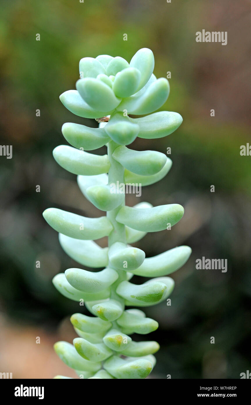 Ein Zweig der Kaktus im Garten Stockfoto