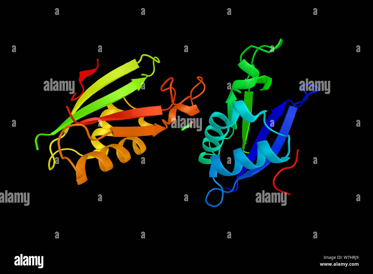 Serin/Threonin-proteinkinase OSR1, ein Enzym, das die hintere Kinasen in Reaktion auf umweltbedingten Stress regelt, und kann eine Rolle spielen, Regulat Stockfoto