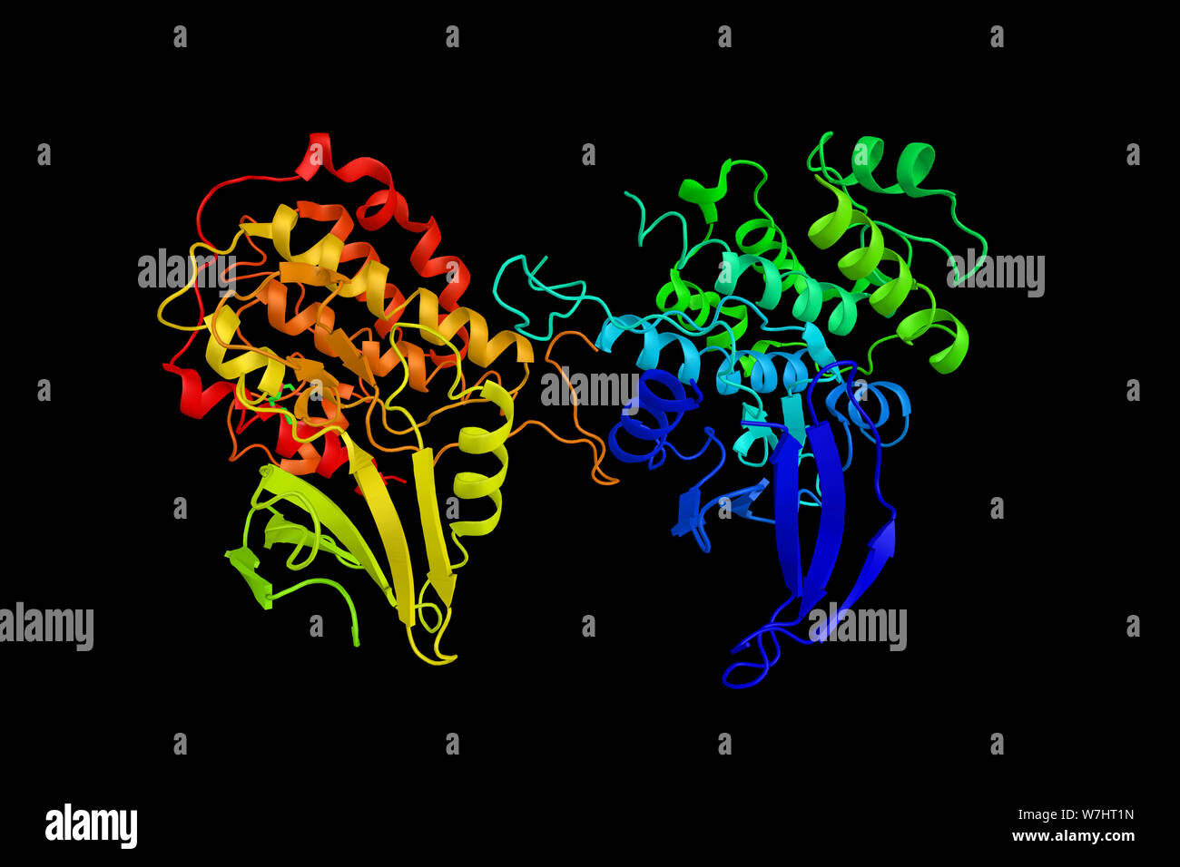 Ribosomale Protein S6 Kinase alpha-1, ein Enzym, das bei der Kontrolle von Zellwachstum und Differenzierung impliziert. 3D-Rendering. Stockfoto