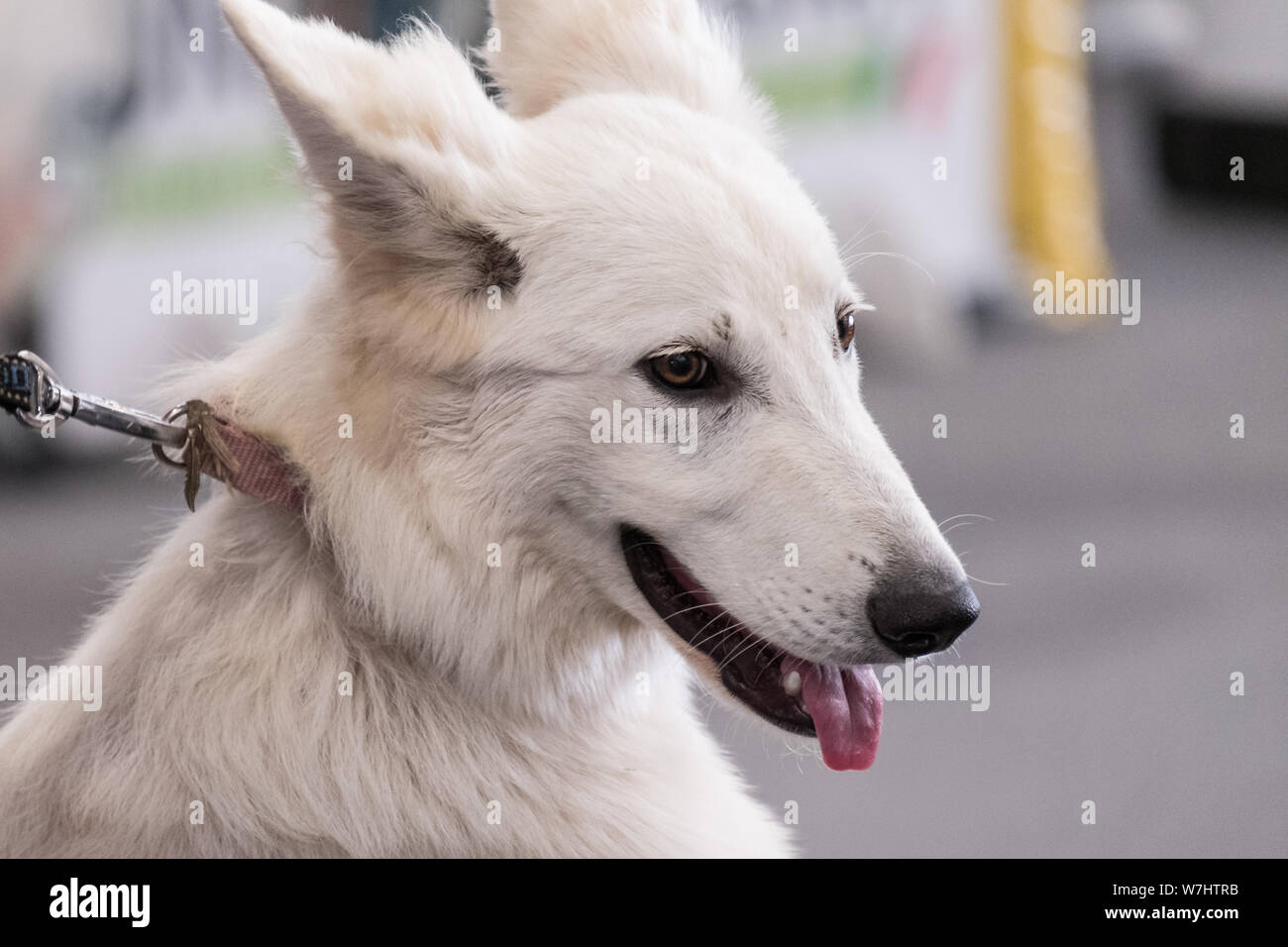 Ein Muster der Schweizer Weisser Schäferhund, stammt von der Deutsche Schäferhund. Es wird auch als Berger Blanc Suisse Stockfoto