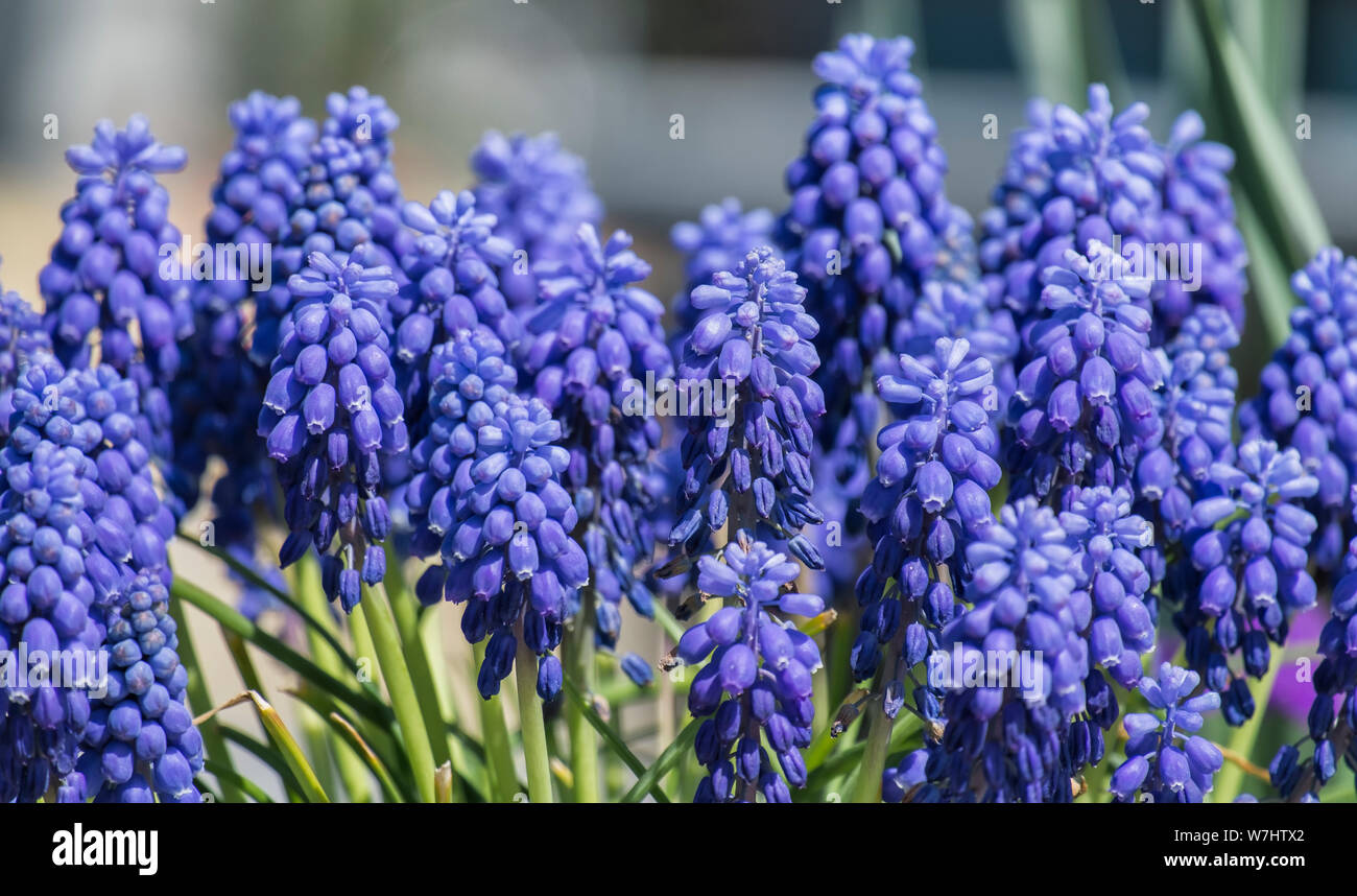 Gemeinsamen Grape Hyacinth (Muscari Neglectum) Stockfoto