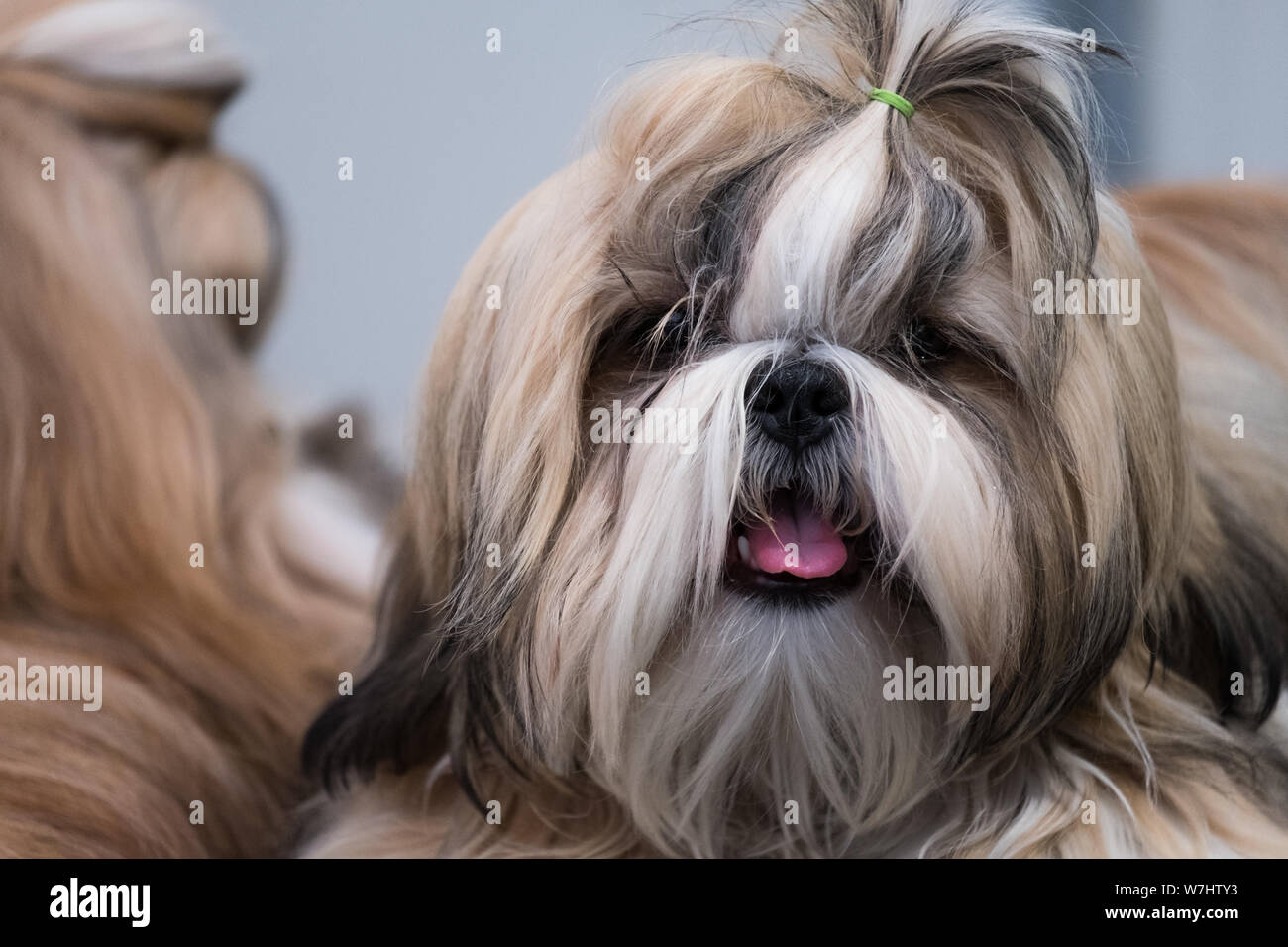 Portrait eines Hundes Shin Tzu, Hunde-begleiter Rasse ursprünglich aus China Stockfoto