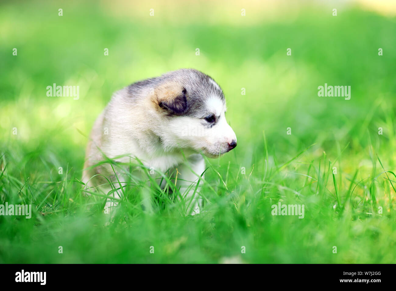 Siberian Husky Welpen auf grünem Gras. Stockfoto