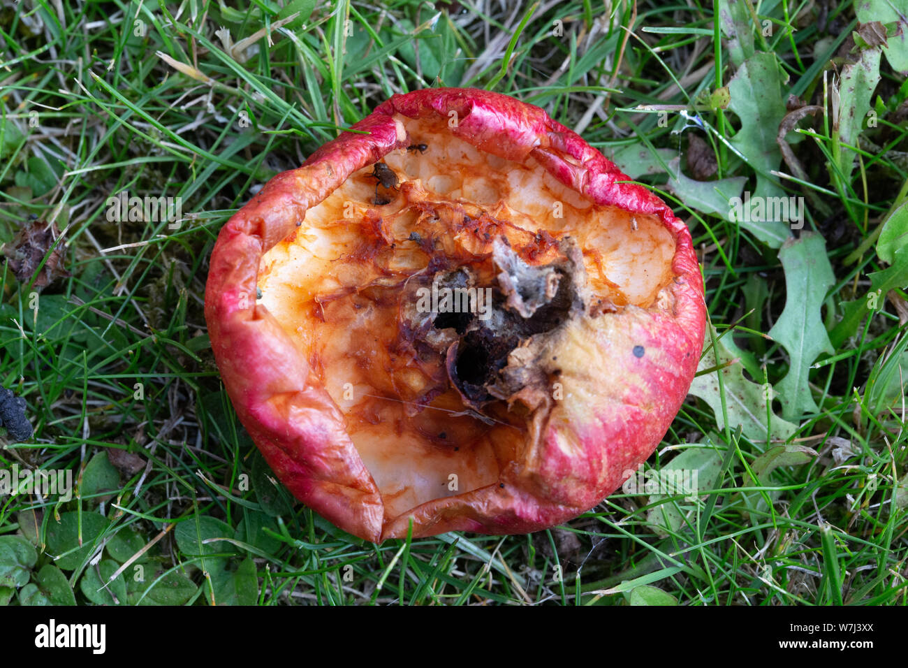 Ein Zerlegen apple Festlegung auf Gras im Garten. Einige Insekten sichtbar sind. Stockfoto