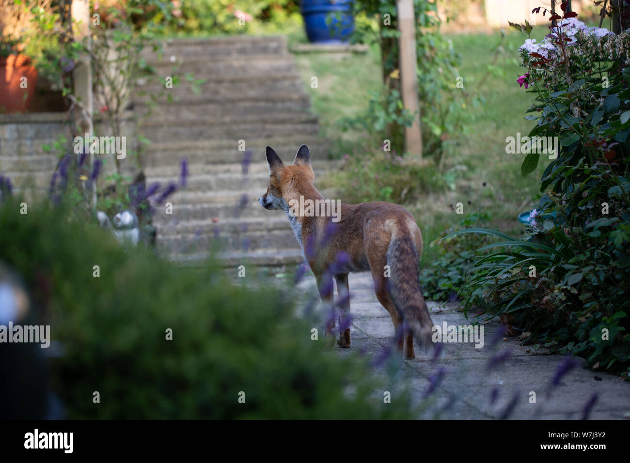 Red Fox in einem Garten in Kent. Großbritannien Stockfoto