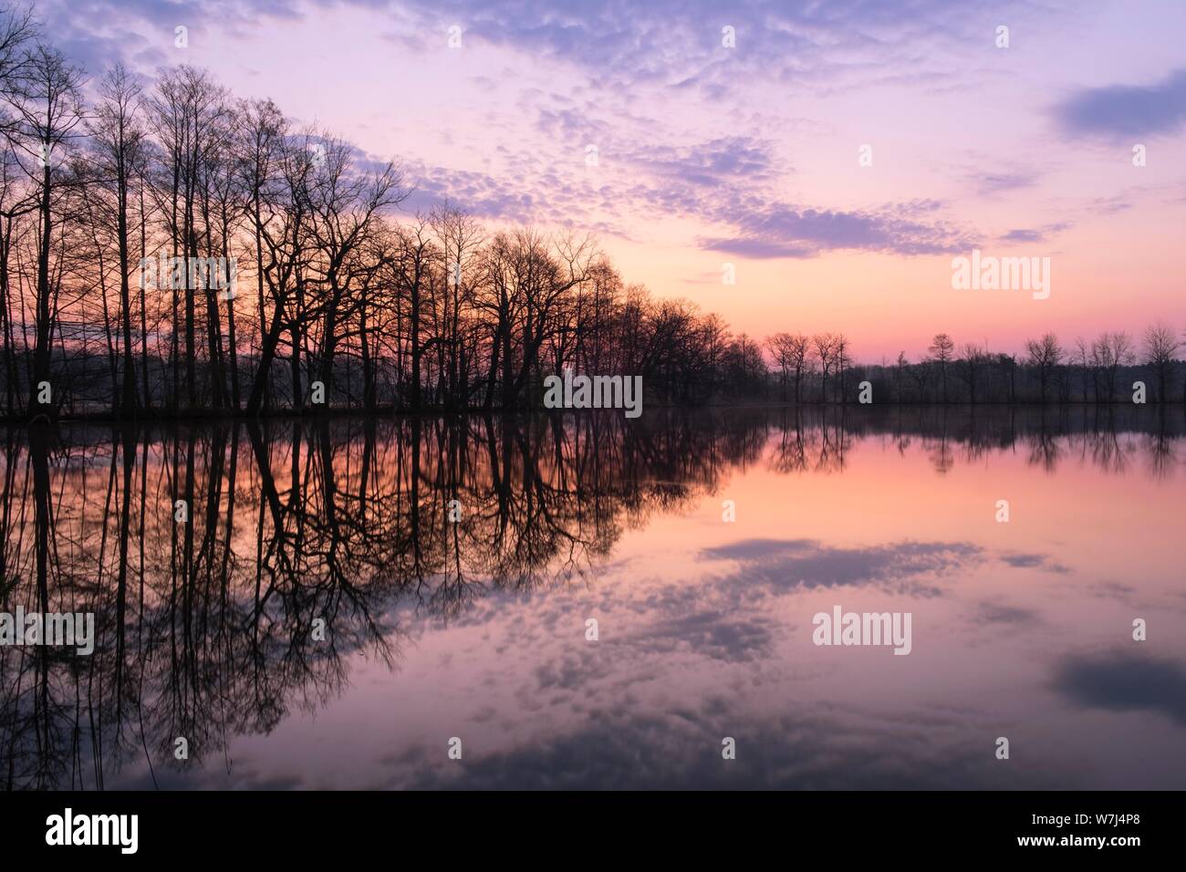 Bäume im Wasser, Dawn an einem Teich, Biosphärenreservat Oberlausitzer Heide- und Teichlandschaft, Deutschland Stockfoto