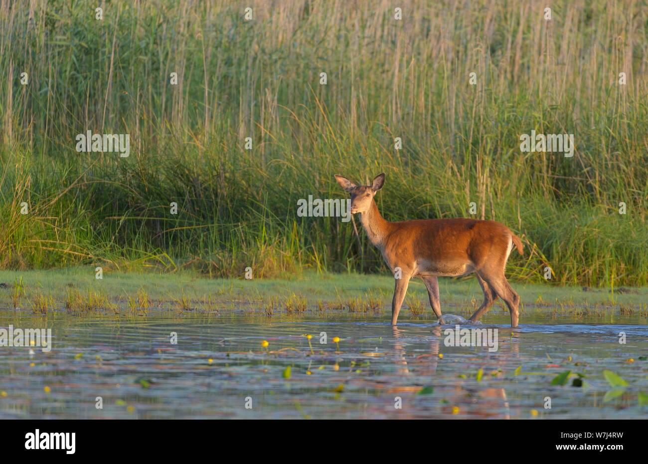 Kuh Red Deer (Cervus elaphus), Lobau, Lower Austria, Austria Stockfoto