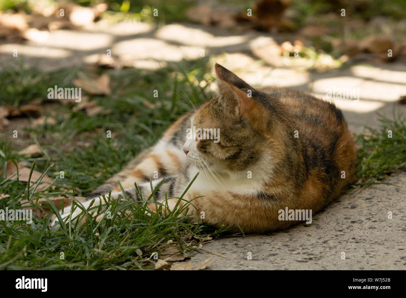 Ein streunender Calico Katze liegend auf Ihrer Seite auf Gras, starrt in einem ziemlich ignorant Weg verlassen. Warme Bild aufgrund Sommer Sonne und Schatten. Stockfoto