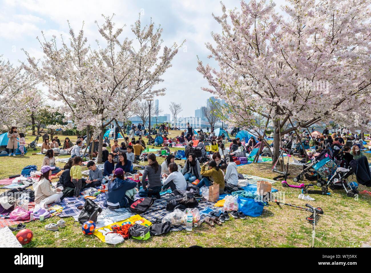 Japanisch Picknick, Hanami Festival, blühende Kirschbäume im Frühjahr, Koto City, Tokio, Japan Stockfoto