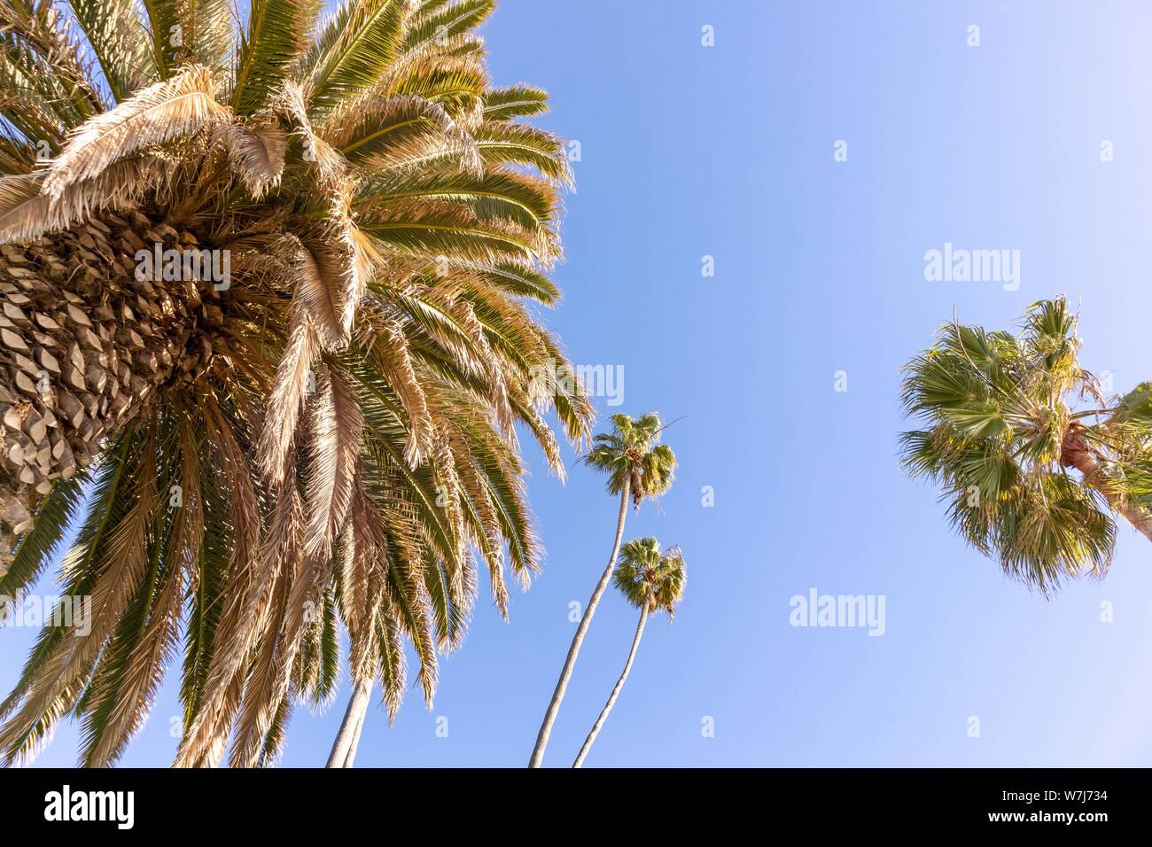 Palmen gegen blauen Himmel Stockfoto