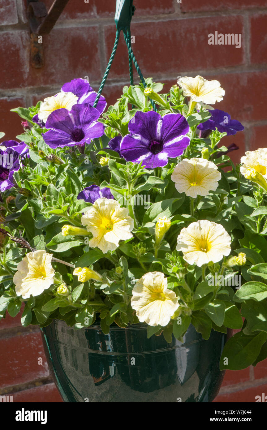 Gemischte Farben von Petunia Surfinia in hängenden Korb Pink Gelb Lila Stockfoto