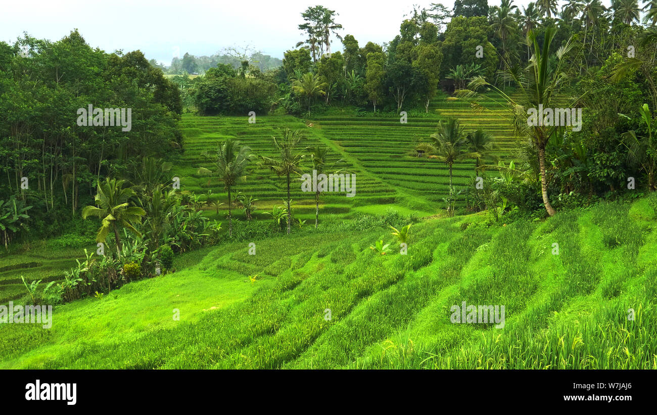Junge Reispflanzen und Kokospalmen wachsen in der Nähe von jatiluwih Terrassen, Bali Stockfoto