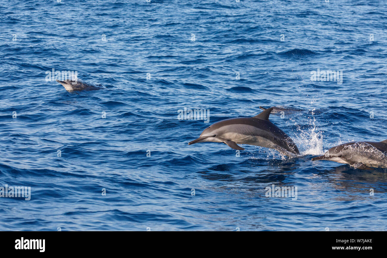 Spinner Delfine (Stenella longirostris) Schwimmen mit hoher Geschwindigkeit, springen aus den Wellen, Whale Watching in Weligama an der Südküste von Sri Lanka Stockfoto