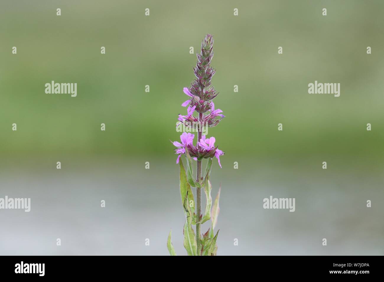 Eine einzelne Blüte spike Der blutweiderich Lythrum salicaria eine invasive Pflanze in Nordamerika ursprünglich aus Europa. Wächst über Feuchtgebiete. Stockfoto