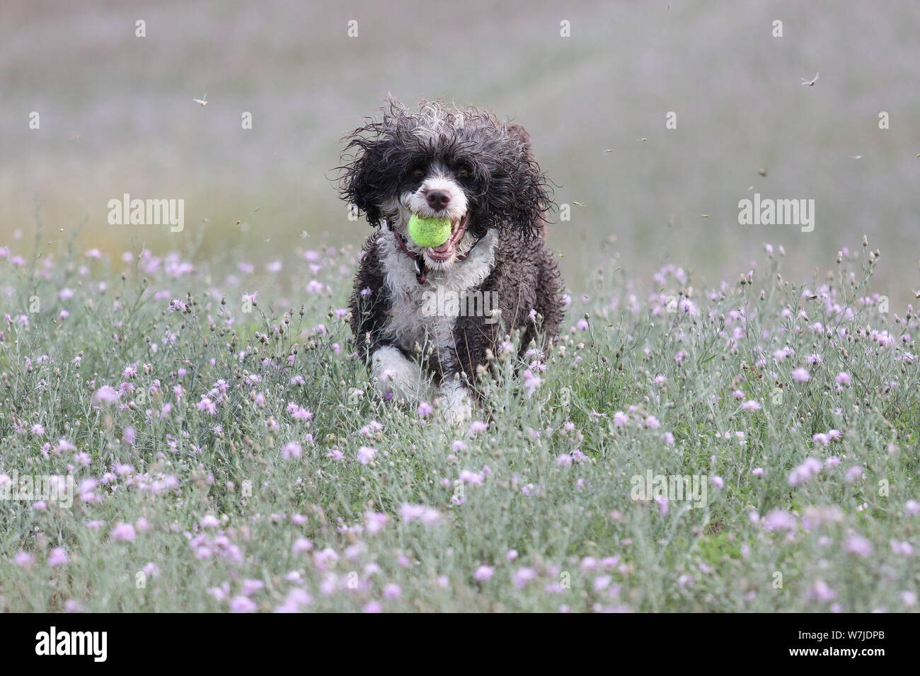 Eine braune und weiße Portugiesischer Wasser Hund läuft durch ein Feld von Sommerblumen Stockfoto