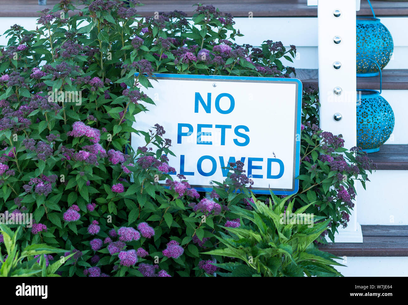 Ein Zeichen dafür, dass der sagt: Keine Haustiere erlaubt ist in einem Garten in fron einer Veranda mit blauen Buchstaben. Stockfoto