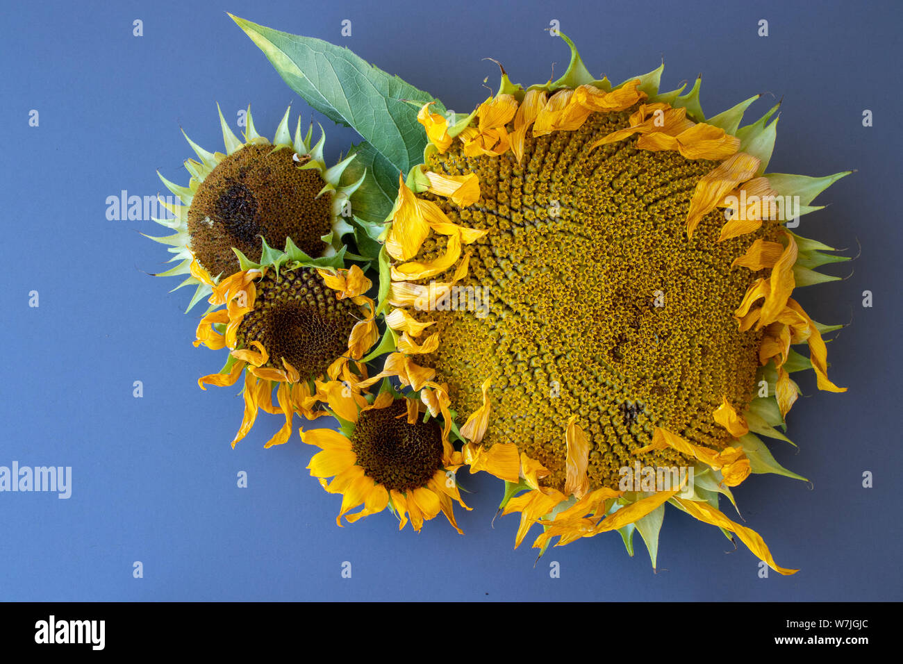 Ein Mammut Sonnenblume neben verschiedenen kleinen am Ende ihrer blühenden Zyklus. Stockfoto