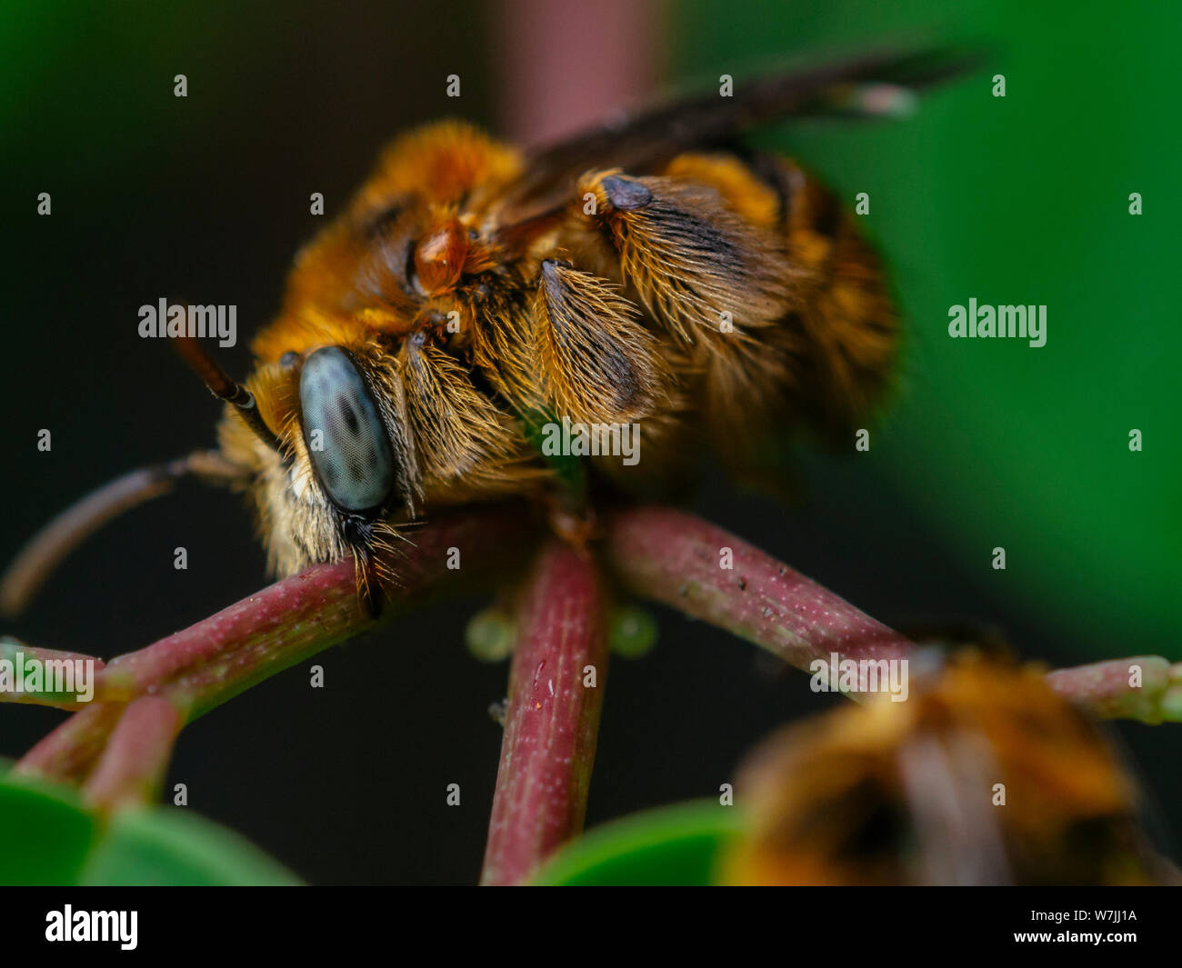 Biene schlafen Fotos und Bildmaterial in hoher Auflösung Alamy