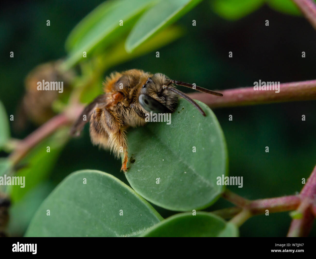 Fuzzy und kleine wilde Biene (Exomalopsis) Schlafen mit Kiefer zu einer Anlage in einem tropischen Garten aus Brasilien befestigt Stockfoto