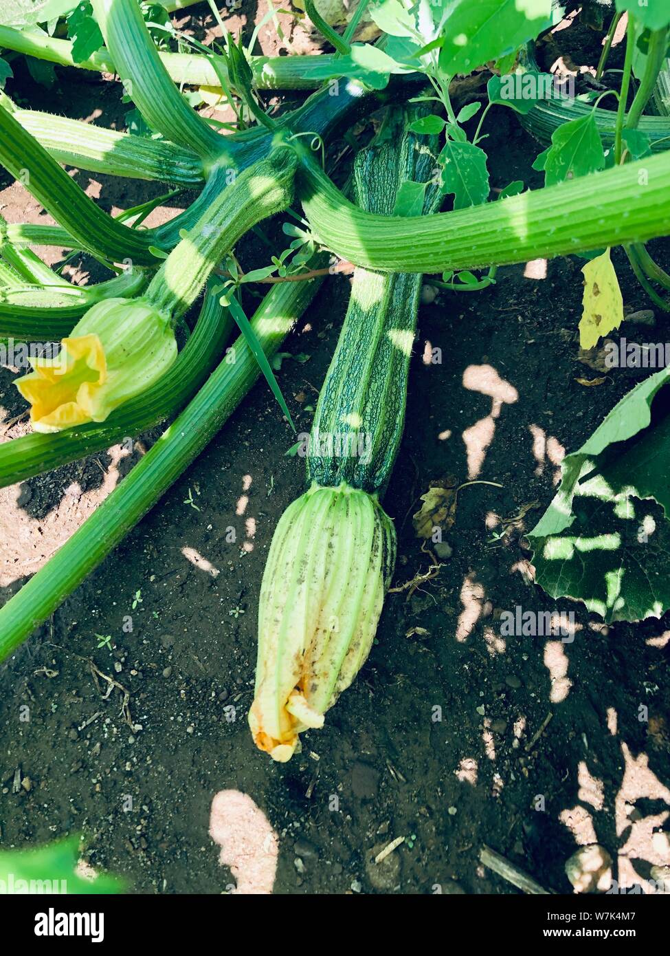 Bio Gemüse wachsen grüne frische essbare Pflanzen und Blumen Gartenbau und Landwirtschaft Konzept Stockfoto