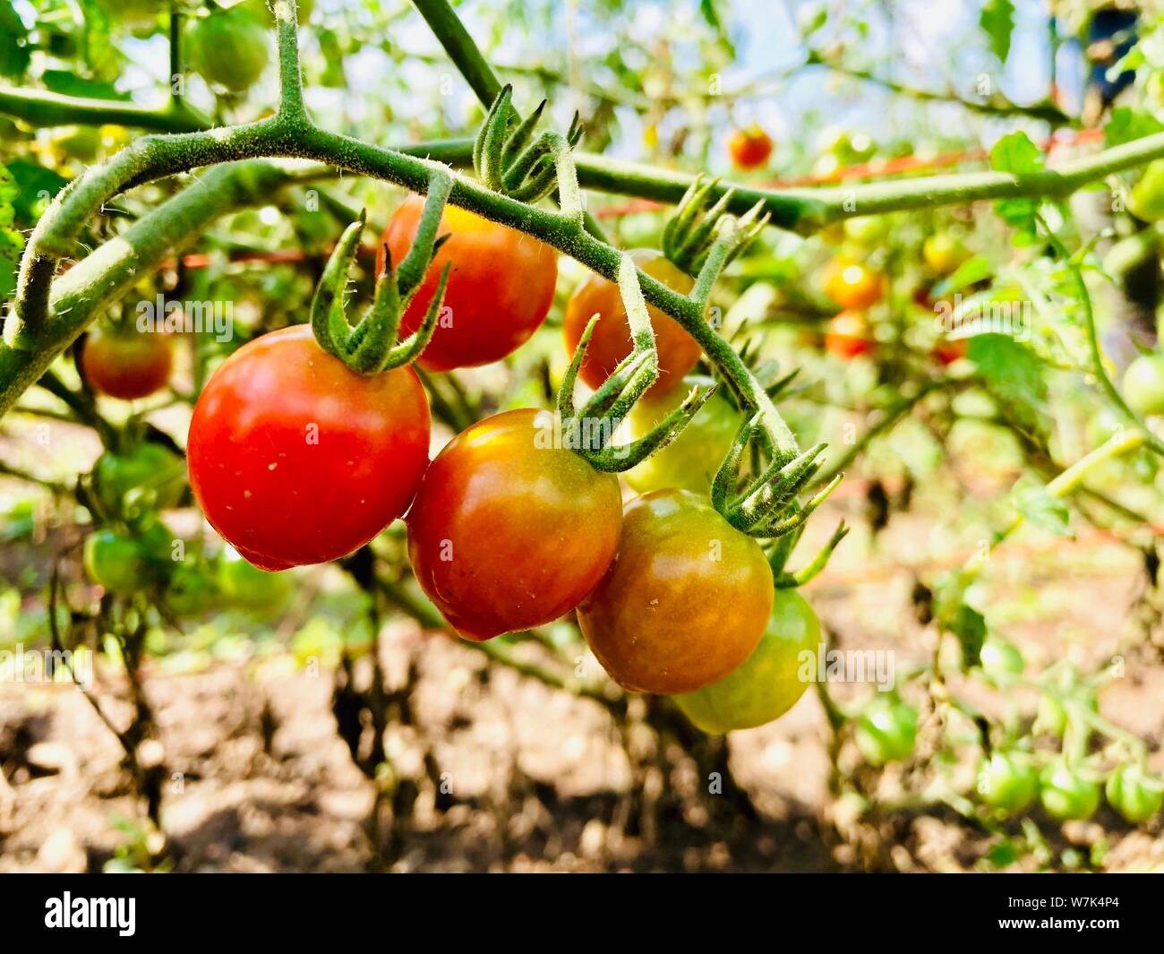 Bio Kirschtomaten wachsende rote und grüne natürliche Frische Stockfoto