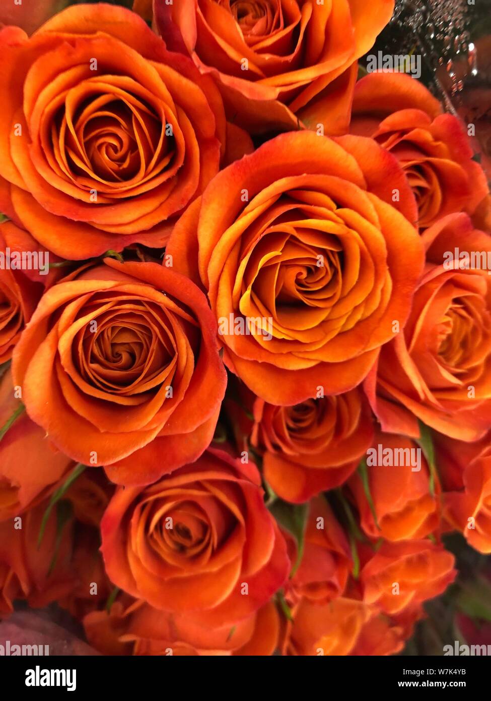 Orange Rosen Hintergrund schön Blumen wallpaper Bild beschneiden für Design Stockfoto