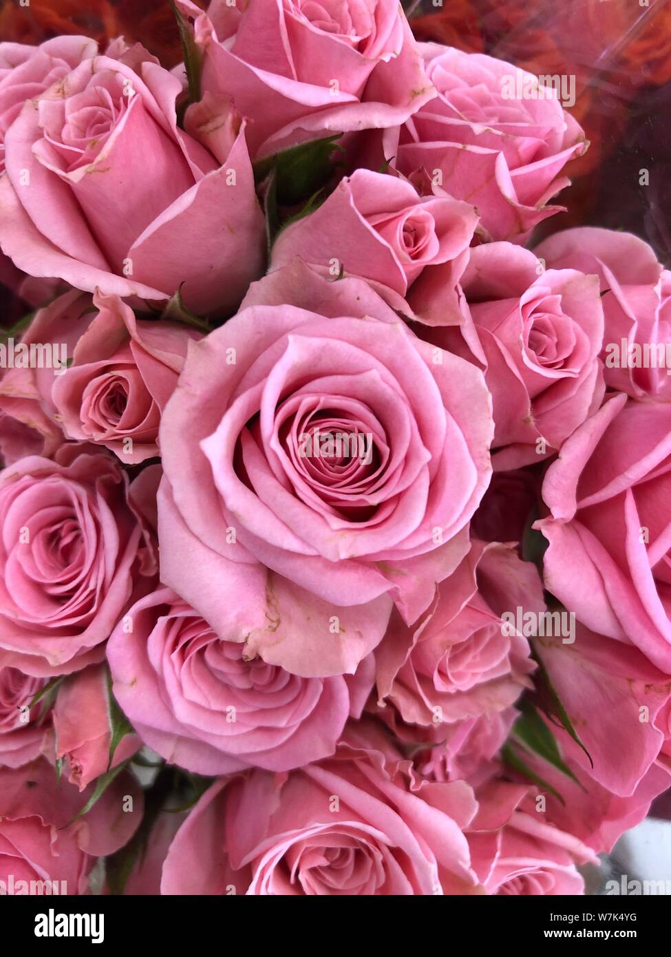 Rosa Rosen Hintergrund schön Blumen wallpaper Bild beschneiden für Design  Stockfotografie - Alamy