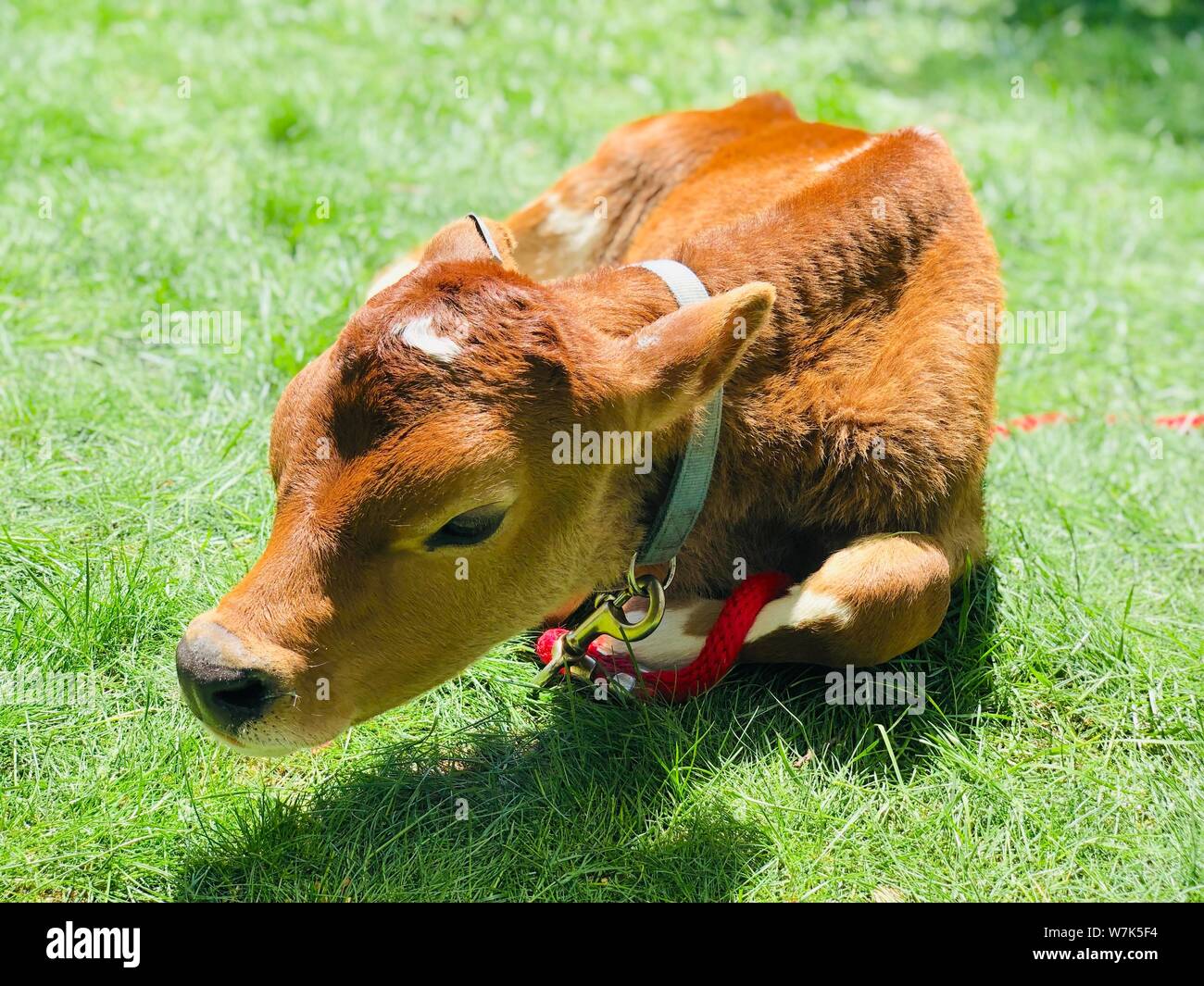 Braune Kalb Kuh auf dem Gras Baby Tierhaltung Stockfoto